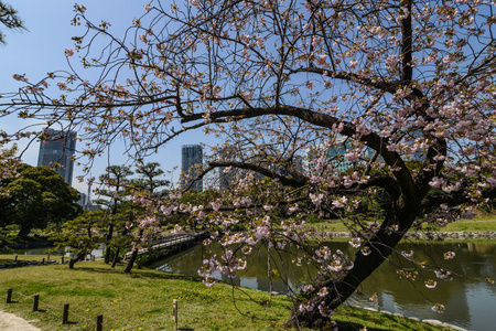 东京日本