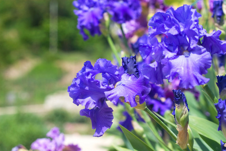 耷拉着脑袋的明亮的蓝色鸢尾花照片