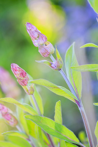 草药园开花 sage 在花园里