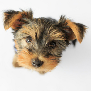 约克夏犬可爱的小狗的肖像