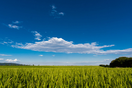 麦田