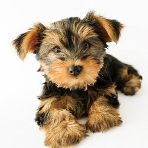 约克夏犬可爱的小狗的肖像