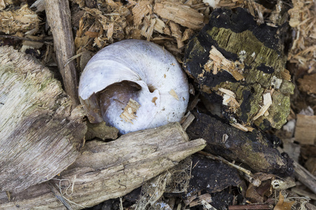 果园蜗牛螺旋波马提亚
