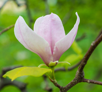 美丽的粉红色玉兰花开花特写