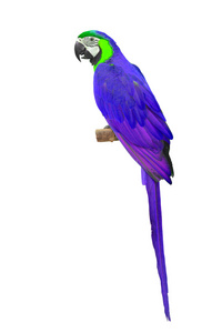 紫色的金刚鹦鹉鸟舍