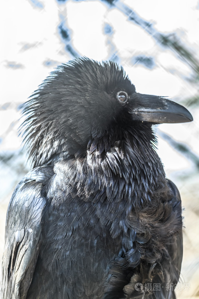 常见的乌鸦渡鸦