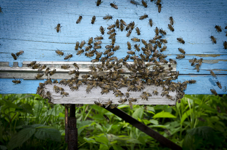 蜜蜂在蜂巢的入口处图片