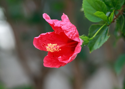 红芙蓉花