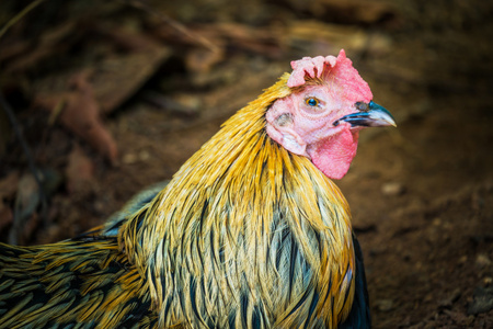 哭泣的公鸡照片