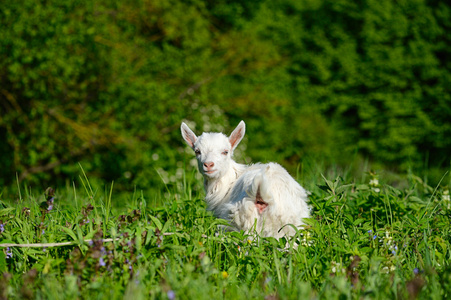 有趣的白色婴儿的山羊在绿色的草地上