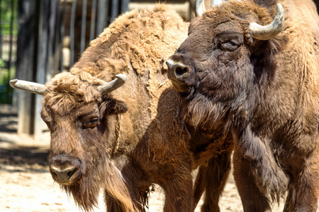 美国野牛 — — 一双大的成熟的公牛,在夏季 d照片