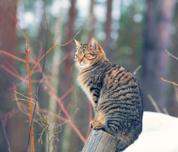 坐在树林里的猫