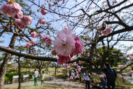 东京日本