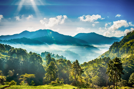 多雾的早晨，在草莓农场在 doi 安康山，吉安