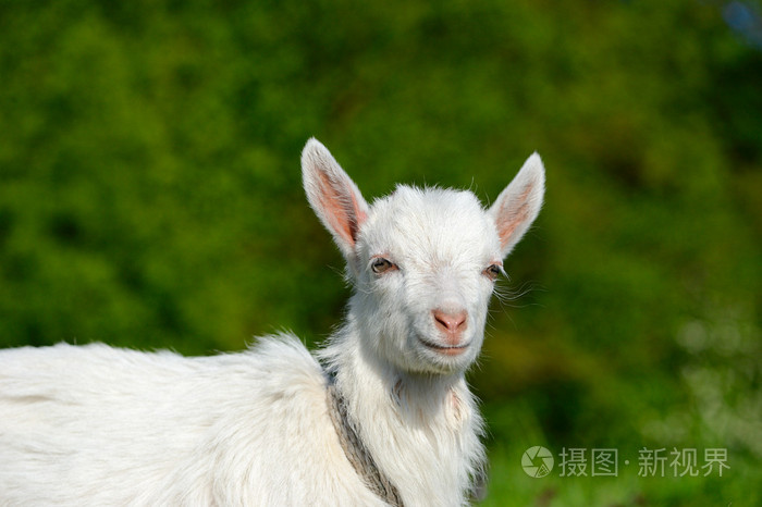 有趣的白色婴儿的山羊在绿色的草地上