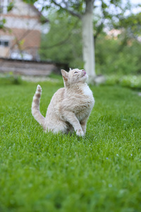 逗猫绿色的草地上