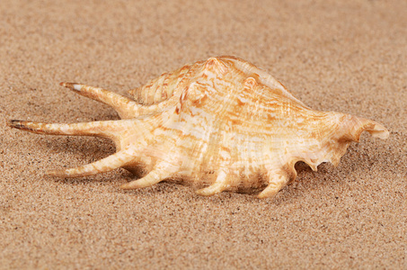 海贝壳在沙子里