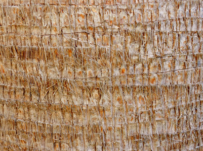 棕榈树树皮纹理