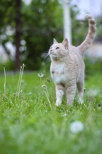 草地上的猫