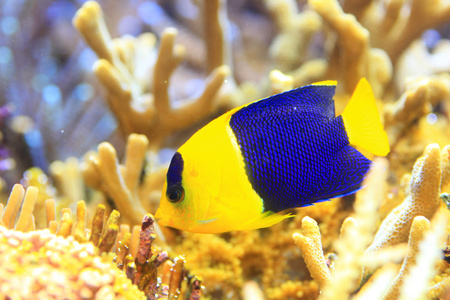 双色神仙鱼 (centropyge 双色) 在冲绳,日本照片
