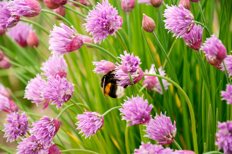 对花的大黄蜂