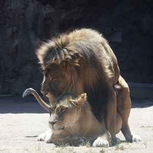 在动物园的狮子图片