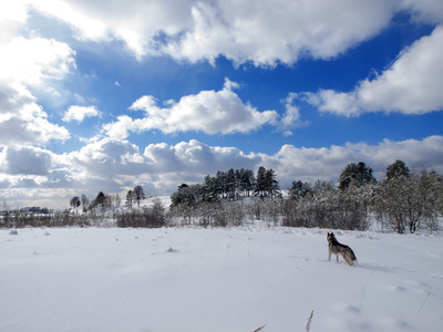 赫斯基冬季在雪地里