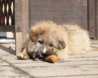 流浪狗收容所里吃一根胡萝卜