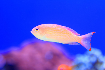 粉色仙女 basslett pseudanthias hypselosoma 女