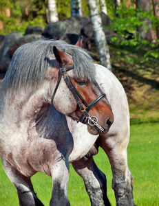 比利时拉车的马的画像