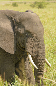 非洲大象头特写