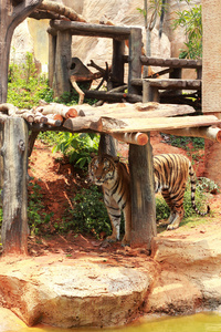 自然界中的孟加拉虎