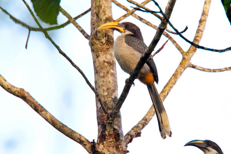 斯里兰卡灰色犀鸟 ocyceros gingalensis 在斯里兰卡