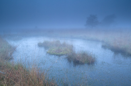 在密集的晨雾沼泽