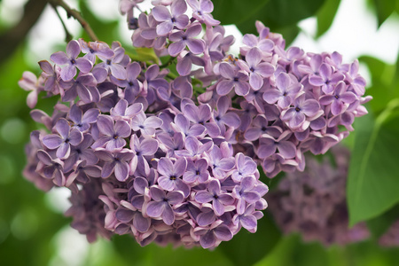 紫色淡紫色的花朵带有树叶的分支