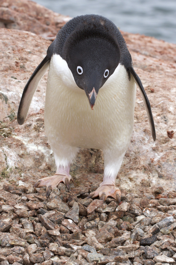 阿德利企鹅哪个站台附近空巢 1照片-正版商用图片1fu2if-摄图新视界