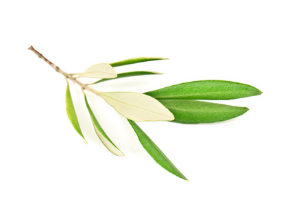 绿色橄榄枝图片