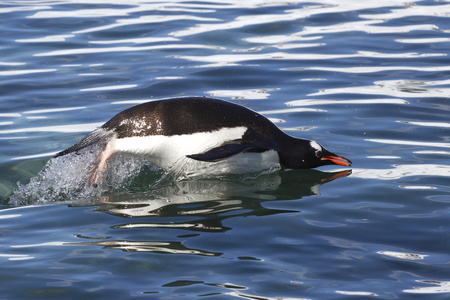 巴布亚企鹅跳过海浪 1