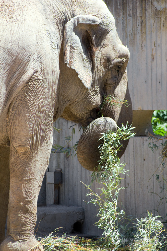 亚洲大象吃植物