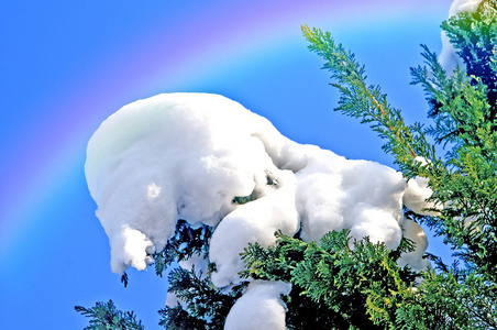 雪与彩虹树