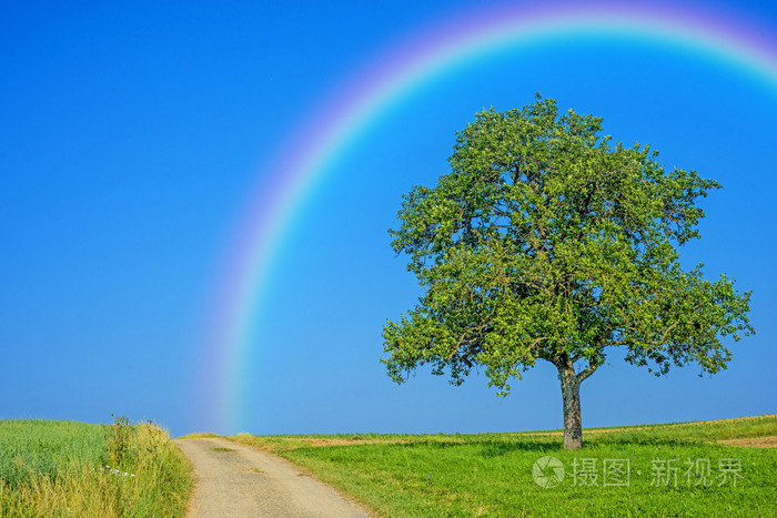 路上有一条彩虹树