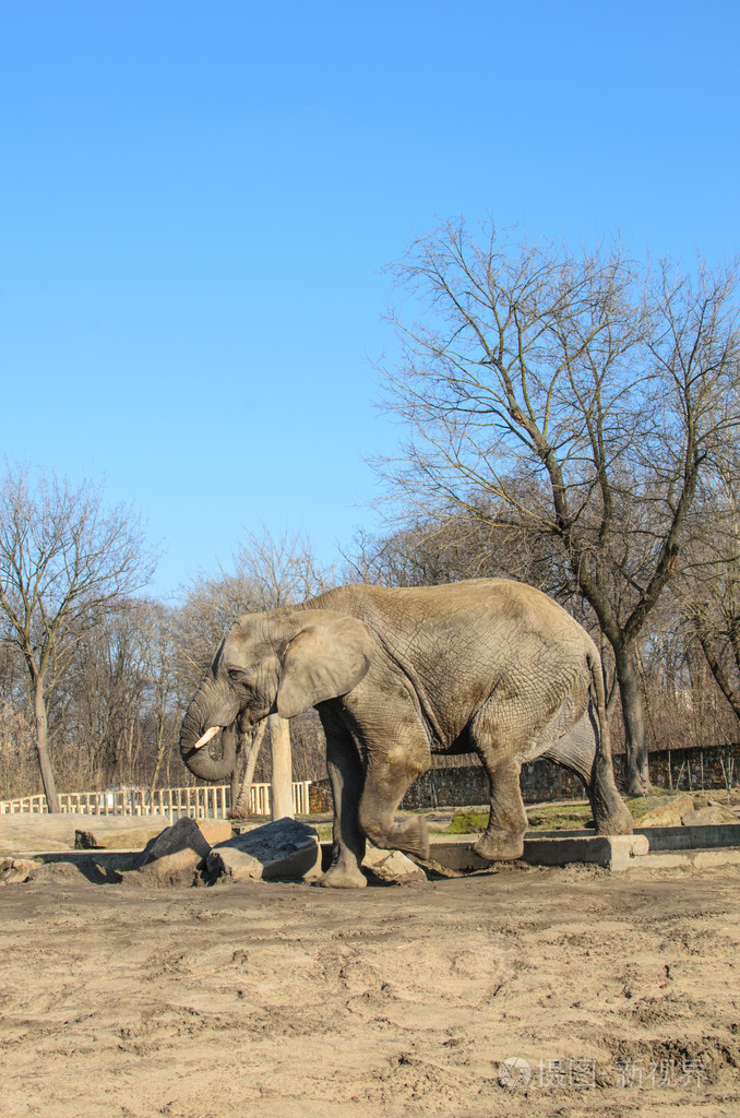 在动物园里的大象