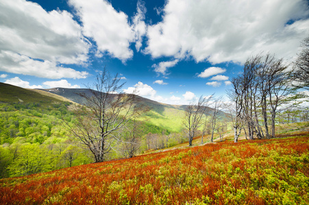 蓝莓丛长在喀尔巴阡山的山坡上