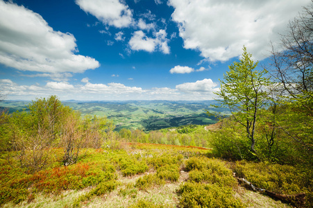 绿花草甸在喀尔巴阡山