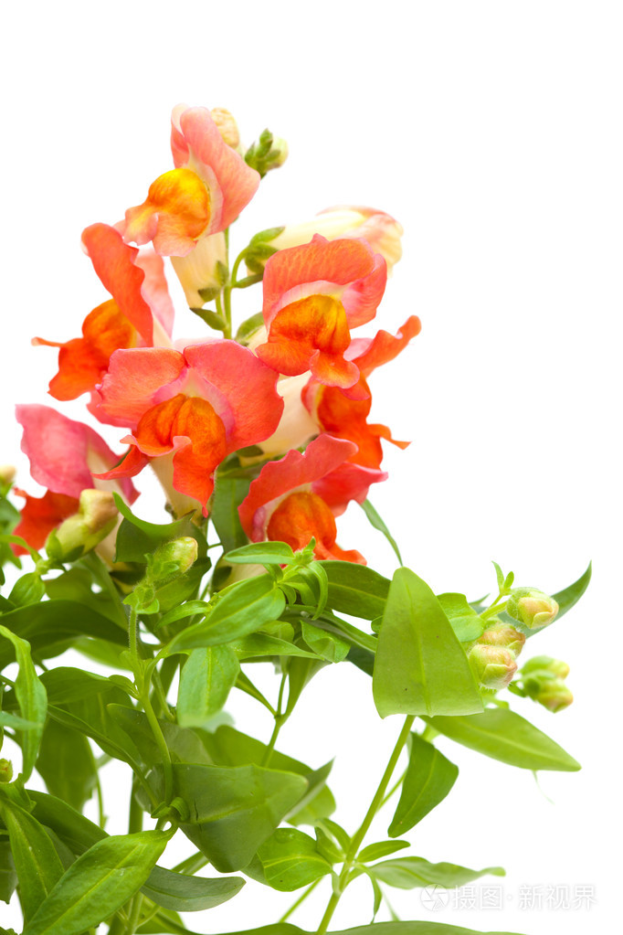 橙色花园金鱼草