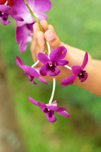 大自然中的粉红色紫色兰花花朵