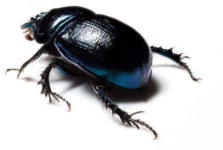 关于森林的详细信息森林蜣螂照片