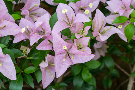 九重葛，洋红色叶子花开花