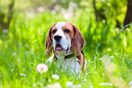 在森林里的小猎犬