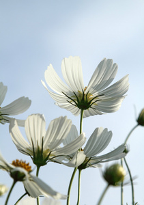 白色波斯菊花海